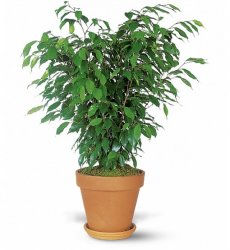 Weinstein's potted plant Meme Template