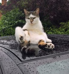 undignified cat on car Meme Template