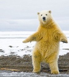 dancing polar bear Meme Template