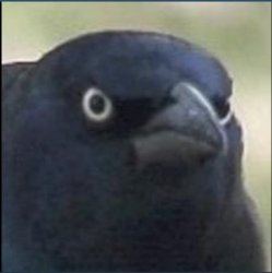 angry crow Meme Template