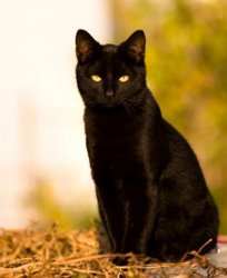 Black cat sitting Meme Template