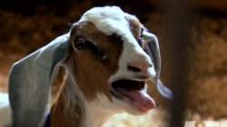 Angry goat Meme Template