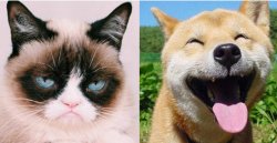 Grumpy cat happy dog Meme Template