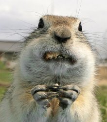Overweight Gopher Meme Template
