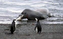 Yummy Penguins Meme Template