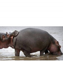 Hippo butt Meme Template
