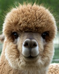 Cute Alpaca Meme Template