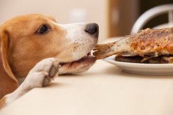 Dog stealing food Meme Template