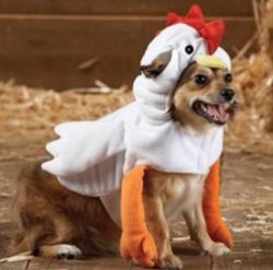 Dog in chicken costume Meme Template