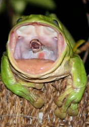 Frog Eating Snake Meme Template