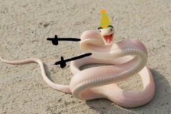 Birthday Snake Meme Template