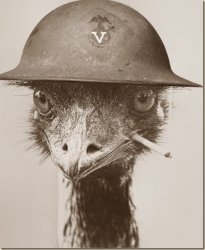 War emu Meme Template