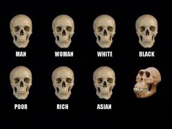 empty skulls of truth Meme Template
