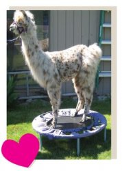 llama on trampoline Meme Template