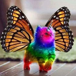 Rainbow Unicorn Butterfly Cat Meme Template