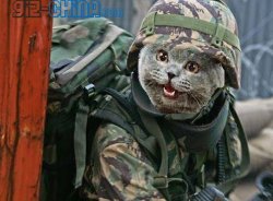 Army Cat Meme Template