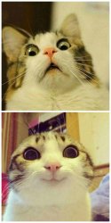 Scared Cat to Happy Cat Meme Template
