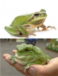 Skinny and fat frog Meme Template