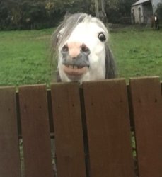 Peering horse Meme Template