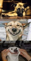 Sad dog,happy dog,happiest dog. Meme Template