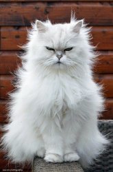 WHITE HAIR GRUMPY CAT Meme Template