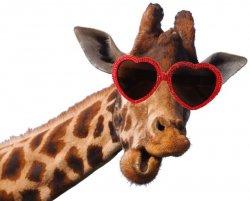 Giraffe in Sunglasses Meme Template