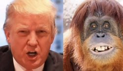 Trump orangutan Meme Template