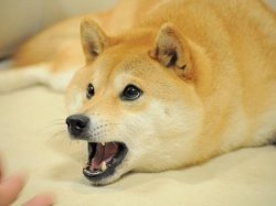 Doge shocked Meme Template