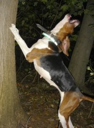 Treeing coonhound Meme Template