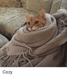 Cozy Cat Meme Template