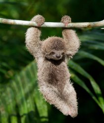 Hang in there sloth Meme Template