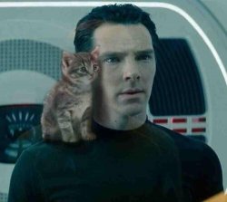 Benedict Cumberbatch Kitten Meme Template