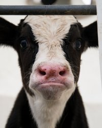 Angry Cow Meme Template