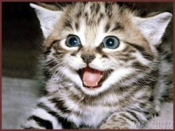 Happy kitty Meme Template