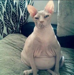 Fat Hairless Cat Sitting Meme Template