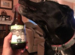 beer dog Meme Template