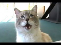 Gibson the talking kitty cat Meme Generator Meme Template