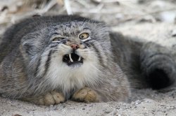 Pallas Cat Meme Template