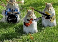 Squirrel band Meme Template