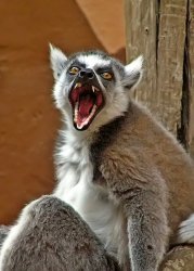 Pissed Lemur Meme Template