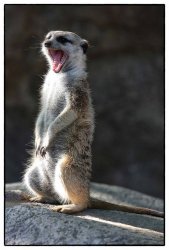 Meerkat Meme Template