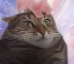 Cat Transcendence Meme Template