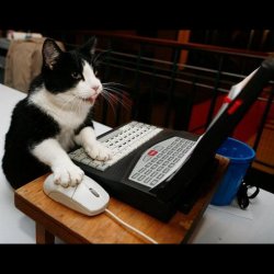 Cat Using Laptop Computer Meme Template