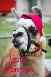 Christmas Llama Meme Template
