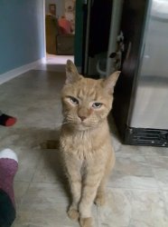 OhPleaseCat Meme Template