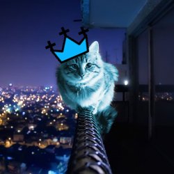 RayCat Wears The Crown Meme Template