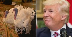 trump turkey pardon Meme Template