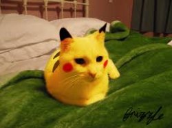 Lazy PikaCat Meme Template