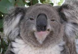 Smug Koala Meme Template