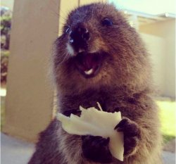 Happy Quokka Eating Meme Template